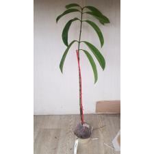 Garcinia atroviridis Guttiferae (Grafted) 112 по 3300р