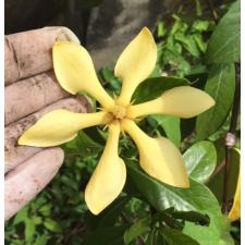 Gardenia sp.(T03) Papua New Guinea  147/1 november.