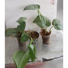 Scindapsus Platinum s pot 500p
