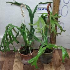 Пиррозия лонгифолия "Крестата" / Pyrrosia longifolia 'Crestata' (M) 