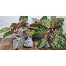Аглаонема Амнат Джарен / Aglaonema Amnat Jaren A-18