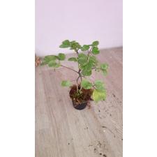 Polyscias guifoylei (white variegated горшок 450р