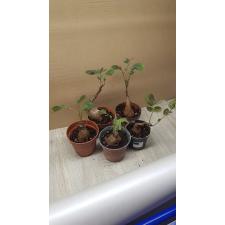 Phyllanthus mirabilis (caudex plant) pot 2200р