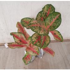 Aglaonema 10 Karat A-1