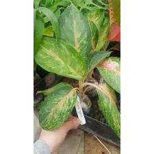Aglaonema Lion (green form) 33/1