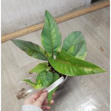 Anthurium variegated sp 11