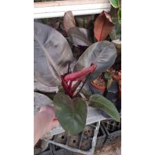 philodendron black cardinal 12 cm pot