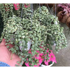 Dischidia nummularioides variegata 'Pebble Beach'