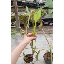 Philodendron joepii x sib pot