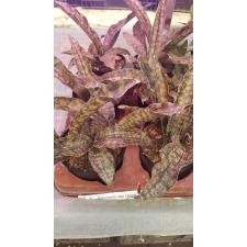 Sansevieria 'star Canyon Granite' (Kirkii Coppertone)