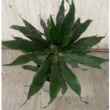 dracaena compacta