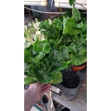 Philodendron Atom 12 cm pot