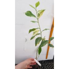 Цитрус Лимон "Варегатный Розовый Эврика Лимон" / Citrus limon 'Variegated Pink Eureka Lemon'