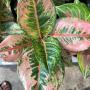 Aglaonema NEW16 New Hybrid tri-colors