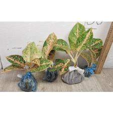 Аглаонема Саб монгкол - оранжевая и зеленая / Aglaonema Sub mongkol orange & green A-122