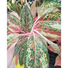 Aglaonema SP-5 20 Karat