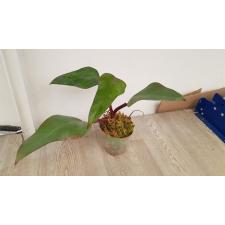 philodendron emerald red 150p
