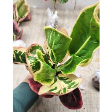 Codiaeum A13 Chom poo tha weep