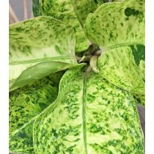 Аглаонема Руай тунгпи / Aglaonema  Ruay tungpee A-107