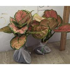 Аглаонема Аньямани Роза / Aglaonema Anyamane Rose A-14