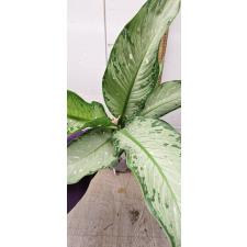 Dieffenbachia Udomsub (silver form).