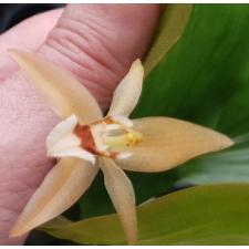 целогина специоза / Coelogyne speciosa
