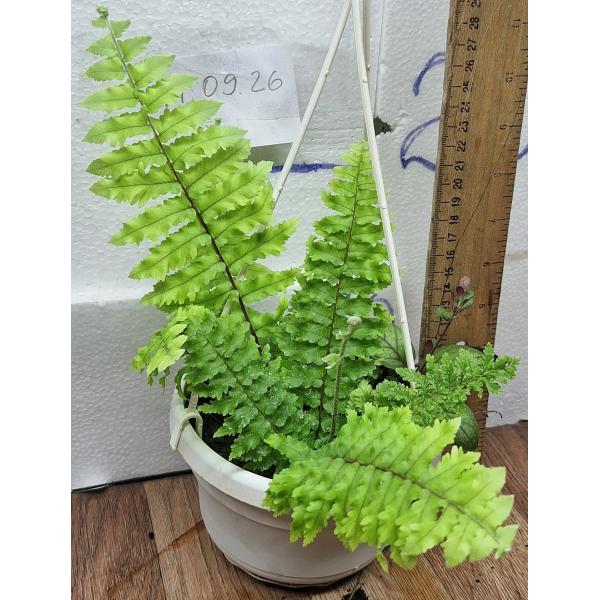 Нефролепис эксалата 'Хиллии' / Nephrolepis exaltata 'Hillii'