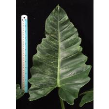 Philodendron sp.(T24) variegated 552