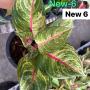 Aglaonema NEW6 Siam Diamond