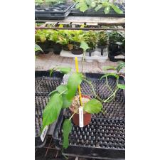 Philodendron sp.(T40) 'Stingray 516