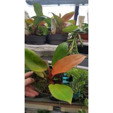Philodendron orange 14 cm pot 