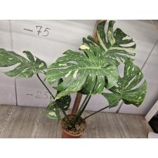 Monstera deliciosa Thai Constellation 5 лист. pot