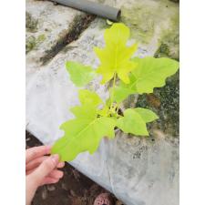philodendron golden satin стакан