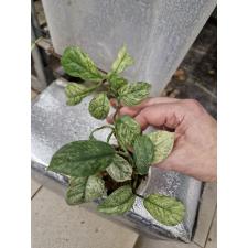 Monstera lechleriana (white variegated)