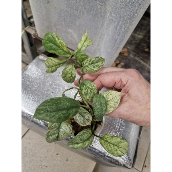 Monstera lechleriana (white variegated)