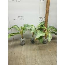 Aglaonema Sirikanchana A-119