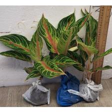 Аглаонема Панама Красная / Aglaonema Panama - Red A-93