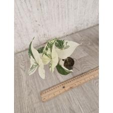 syngonium podophyllum white variegated 