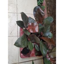 Philodendron black cardinal 12 cm pot