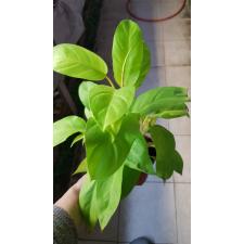 Philodendron 'malay Gold 12 cm pot
