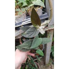 syngonium erythrophyllum 9 cm pot
