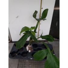 Philodendron applanatum 243