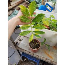 Zamioculcas zamiifolia variegated (big and long leaf)(yellow var)