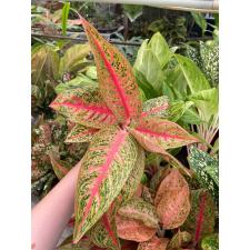 Aglaonema Legacy - red A-108