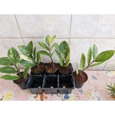 Zamioculcas zamiifolia variegated (short leaf) 1,5" горшок