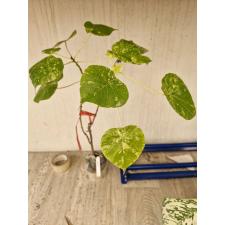 Broussonetia papyrifera variegata 31 по 3500р