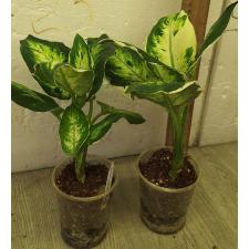 Аглаонема Сетхи руб мани (Диффенбахия) / Aglaonema Sethee rub money A-144 (Dieffenbachia)