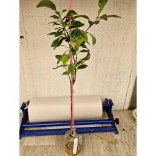 Citrus sinensis (yellow margin leaf) 58 по 3500р