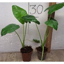 Алоказия Макрориза / alocasia macrorrhiza