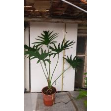Philodendron sp. bipinnatifidum thailand form pot
